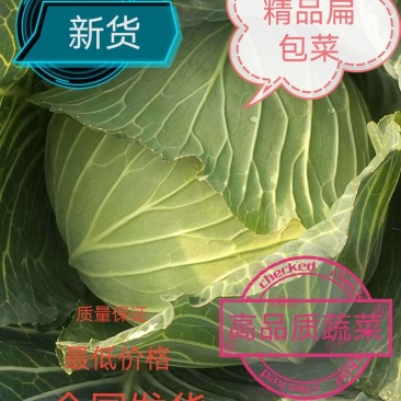 精品扁包菜甘蓝基地新货优惠上市中保质保量物美价廉