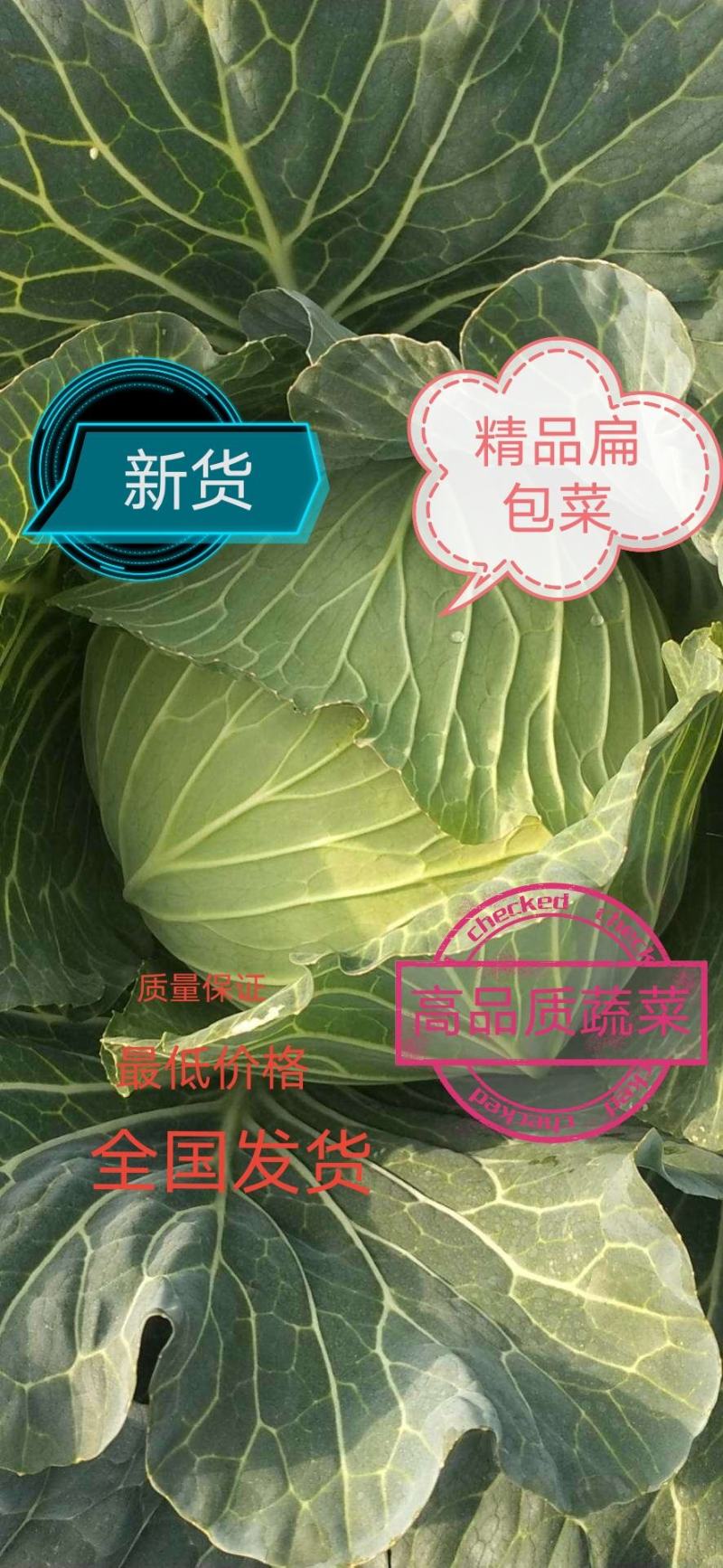 精品扁包菜甘蓝基地新货优惠上市中保质保量物美价廉