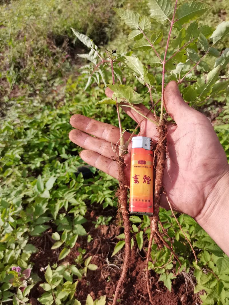 刺老包苗，云南菜王~红芽红杆刺老包，刺老芽苗，东北刺嫩芽