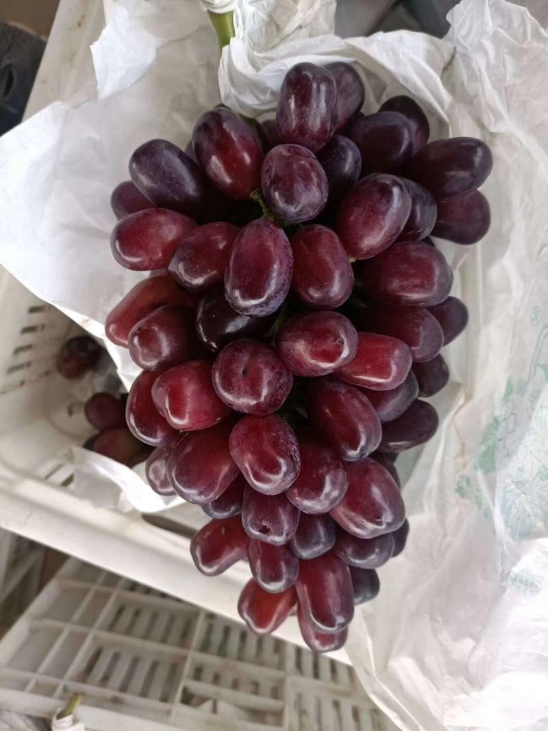 葡萄，克伦生葡萄海量货源，大颗粒红度好，翠翠甜甜