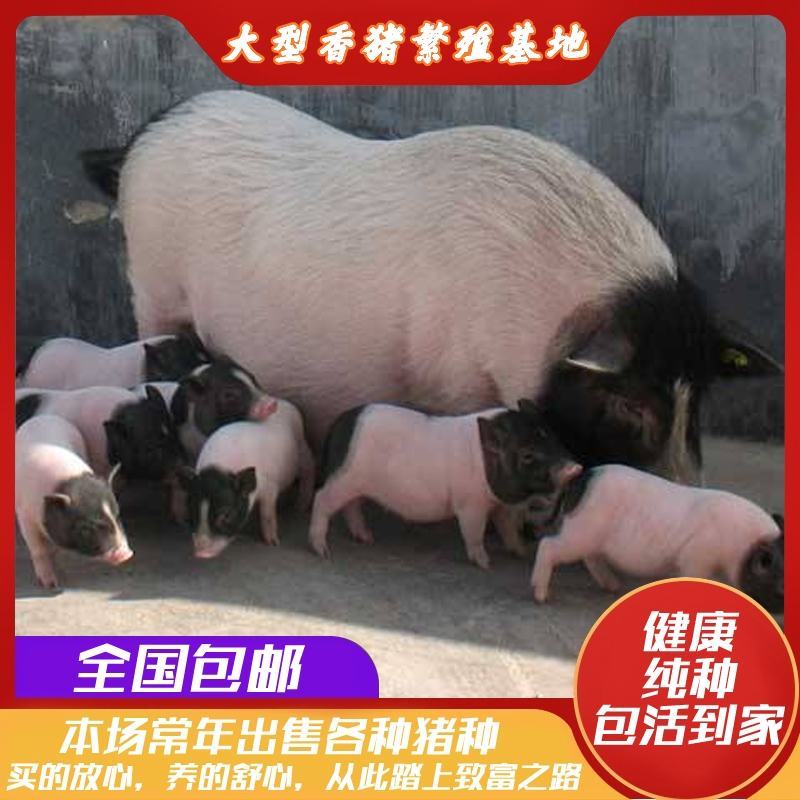 香猪巴马香猪幼崽小仔阉割猪种公猪怀孕母猪小香猪