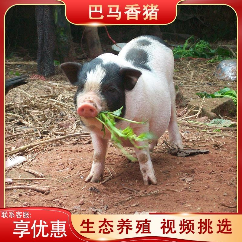 香猪巴马香猪幼崽小仔阉割猪种公猪怀孕母猪小香猪