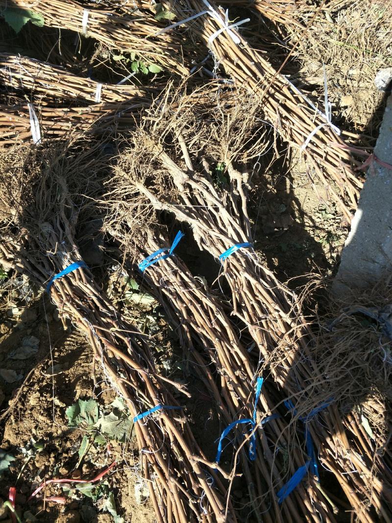 阳光玫瑰高枝葡萄苗，粗1.5，高2米，挂果苗。