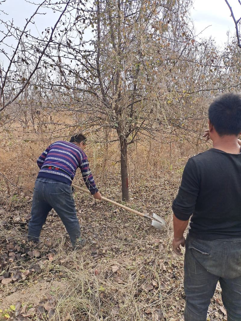 【热销】实生杜梨树质优价廉采购量大优先产地直销