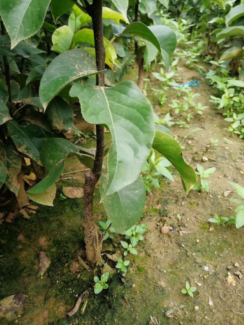 黄金梨树苗，晚秋梨树苗，早酥红梨树苗，晚秋梨二年苗三年苗