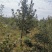 一公分翅果油树二公分翅果油树三公分翅果油树五公分翅果油树
