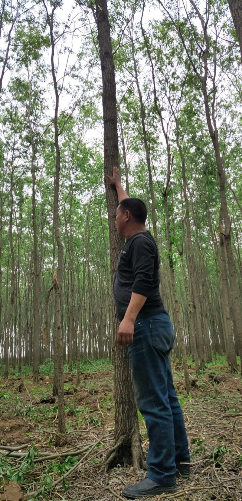 柳树八九十公分树直量大