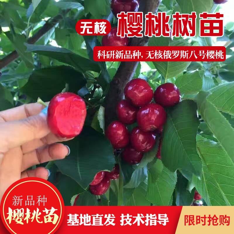 无核樱桃苗俄罗斯八号基地直供现挖现卖死苗免费补