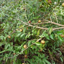 山茶油果今年大丰收大量货源