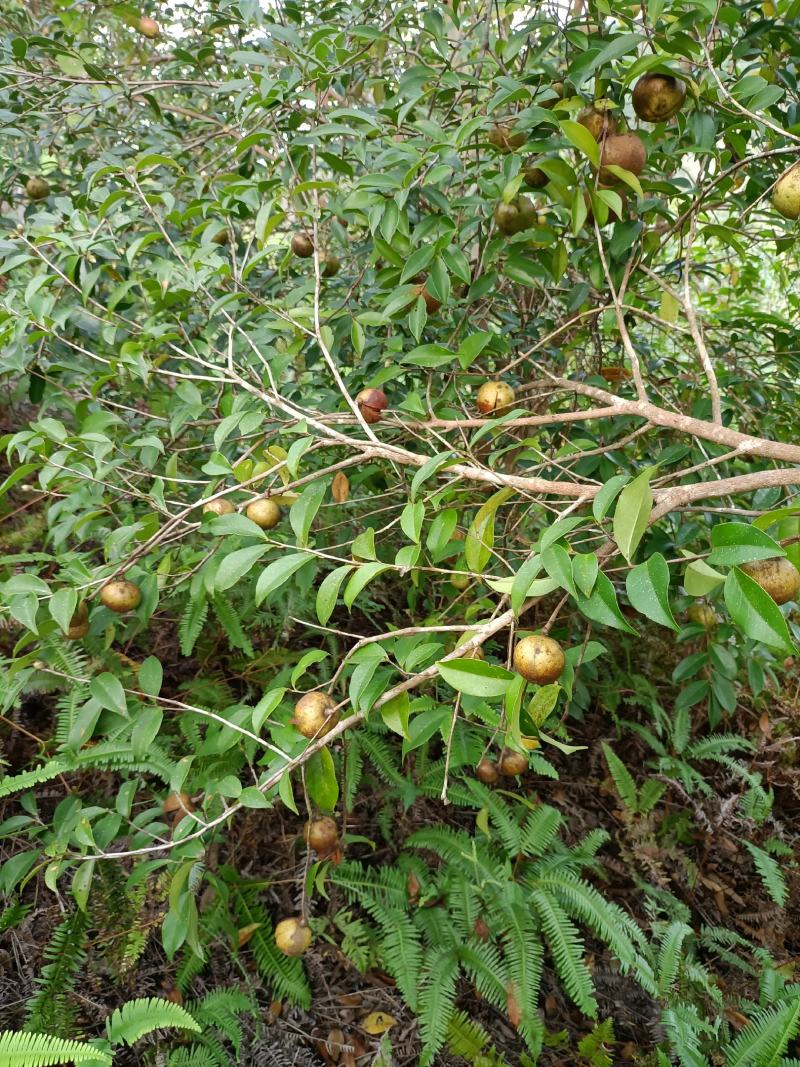 山茶油果今年大丰收大量货源