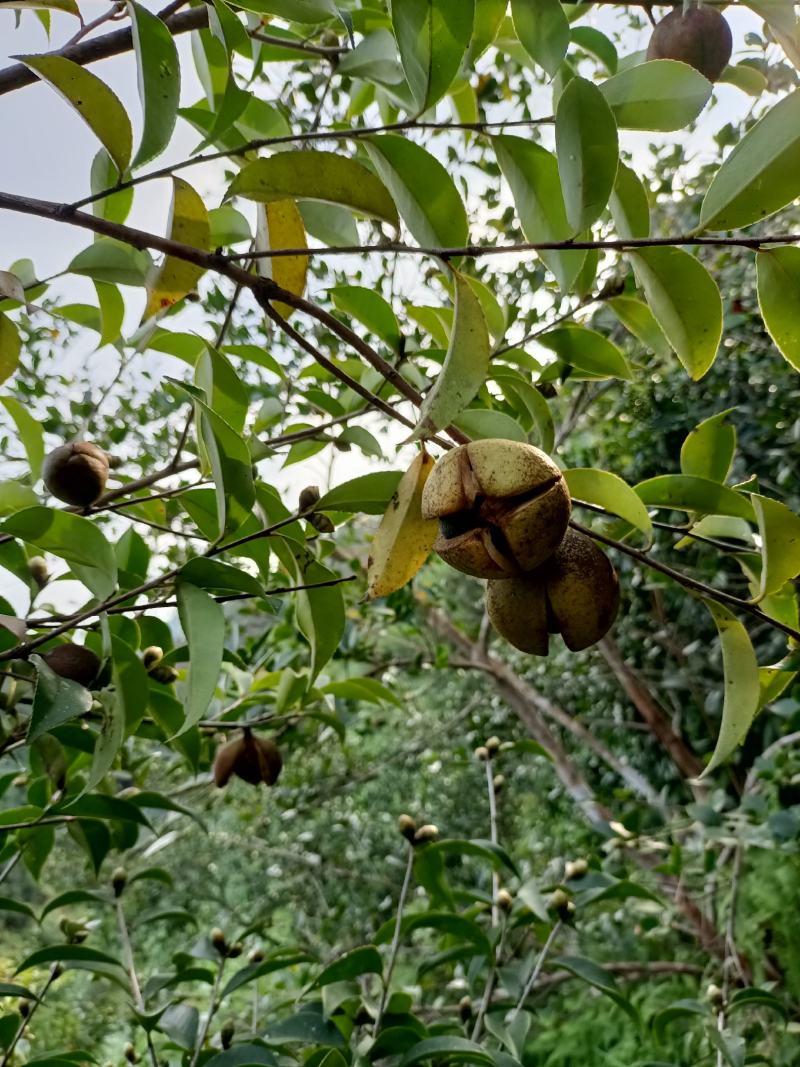 山茶油果今年大丰收大量货源