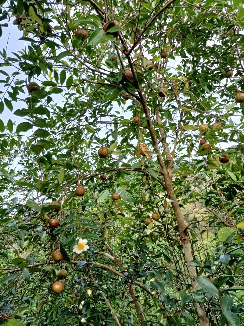 山茶油果今年大丰收大量货源