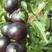 黑珍珠钙果苗、含钙量高的水果、适合盆栽地栽、基地直销