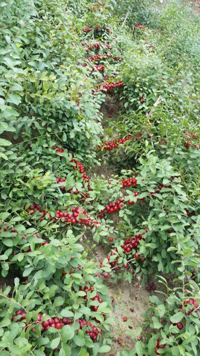黑珍珠钙果苗、含钙量高的水果、适合盆栽地栽、基地直销
