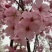 樱花阳光樱花染井吉野樱花关山樱普贤象樱花