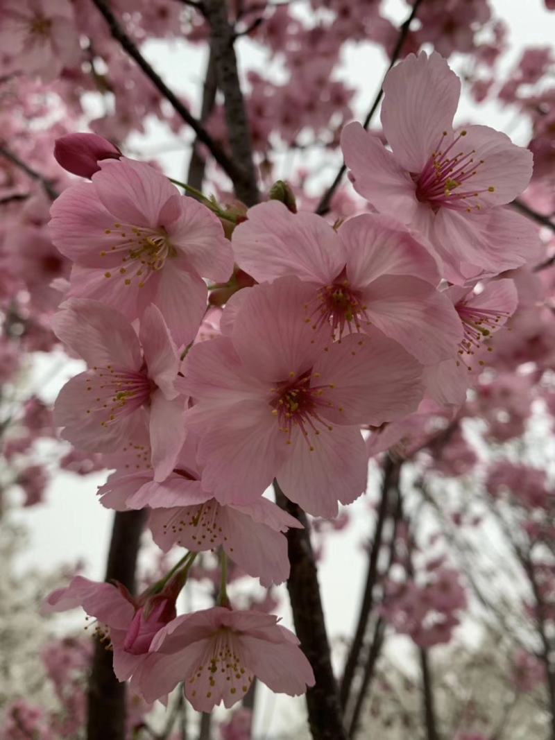 樱花阳光樱花染井吉野樱花关山樱普贤象樱花