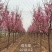 樱花阳光樱花染井吉野樱花关山樱普贤象樱花