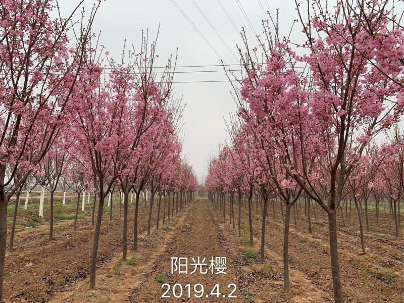 樱花阳光樱花染井吉野樱花关山樱普贤象樱花