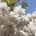樱花阳光樱花染井吉野樱花关山樱普贤象樱花