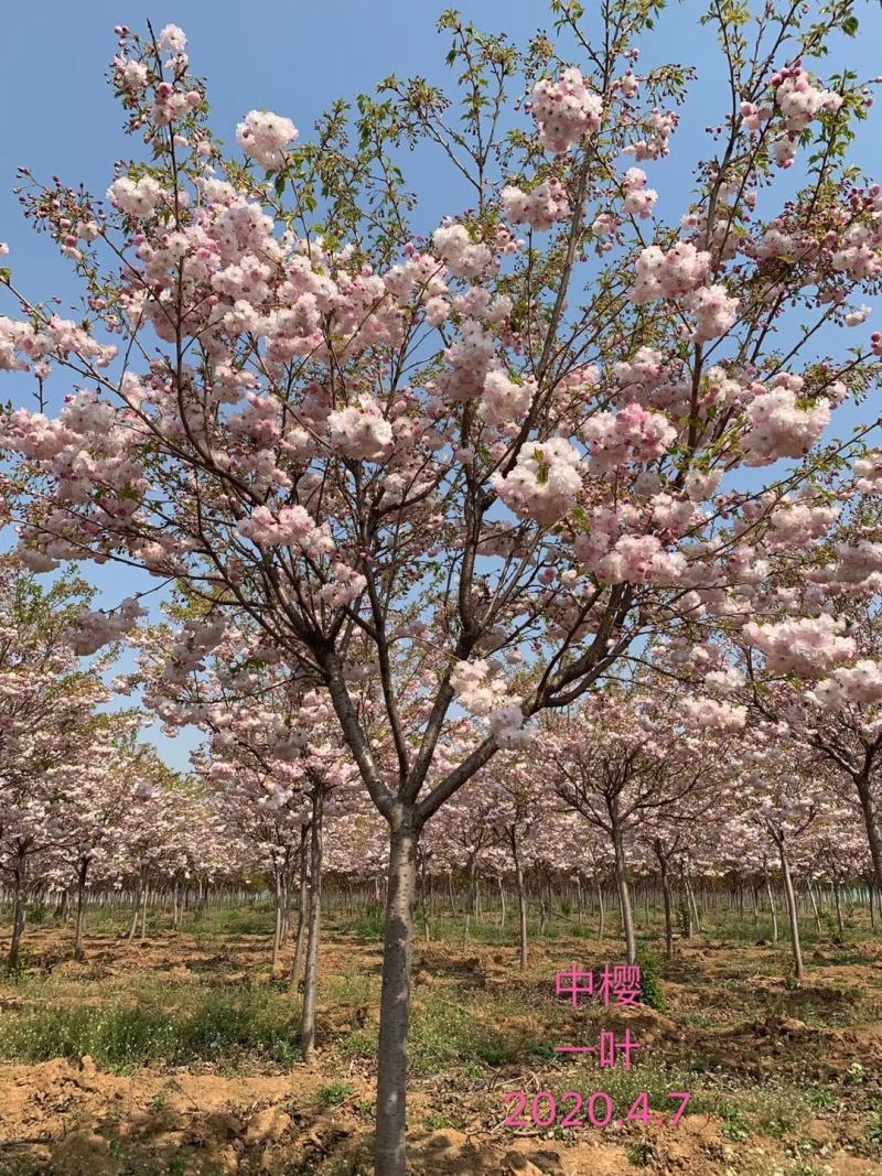 樱花阳光樱花染井吉野樱花关山樱普贤象樱花