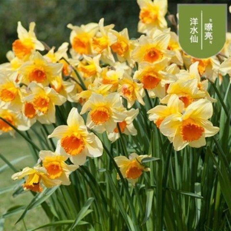 进口洋水仙花种球水养土培盆栽植物四季重瓣年宵花卉秋冬耐寒
