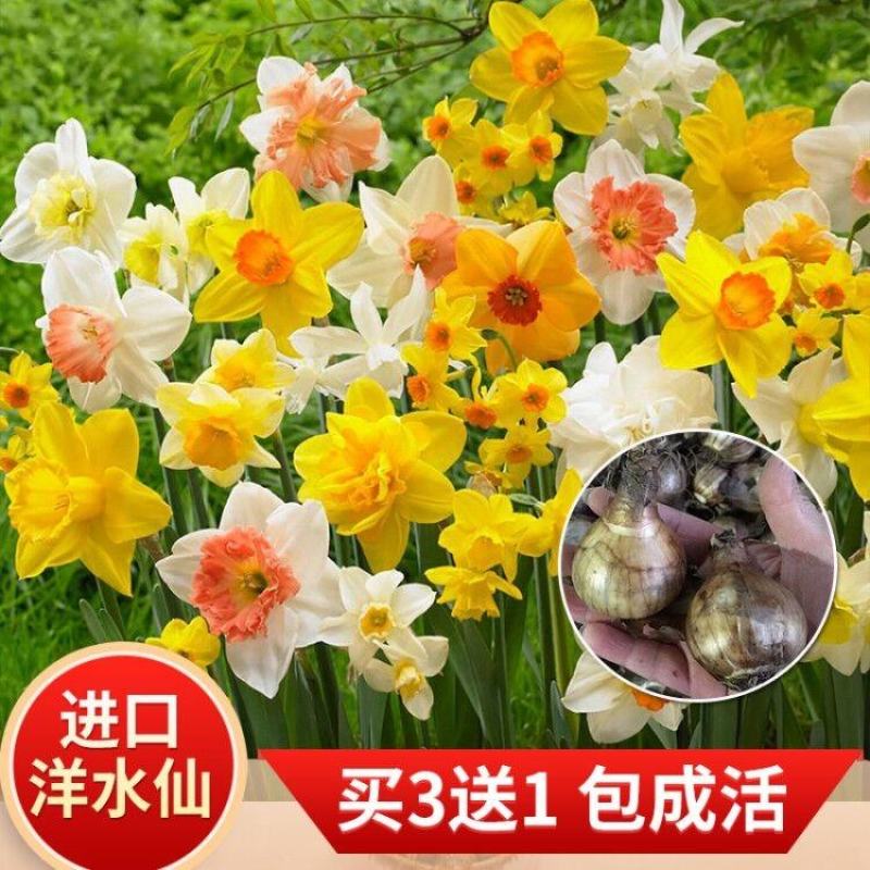 进口洋水仙花种球水养土培盆栽植物四季重瓣年宵花卉秋冬耐寒