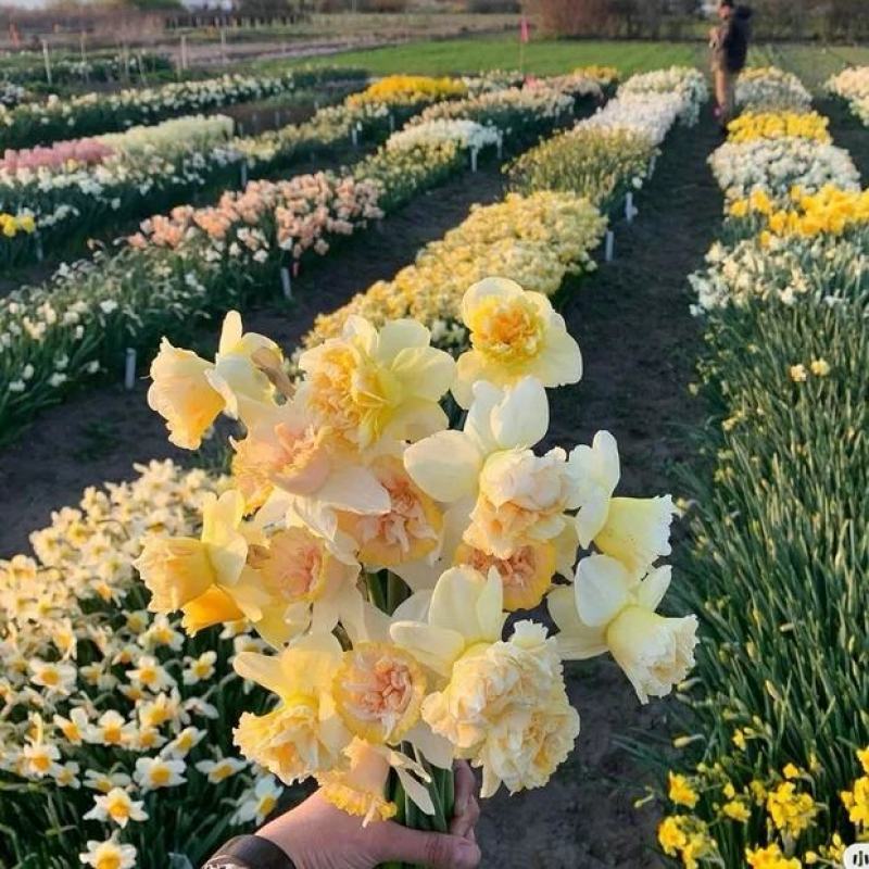 进口洋水仙花种球水养土培盆栽植物四季重瓣年宵花卉秋冬耐寒