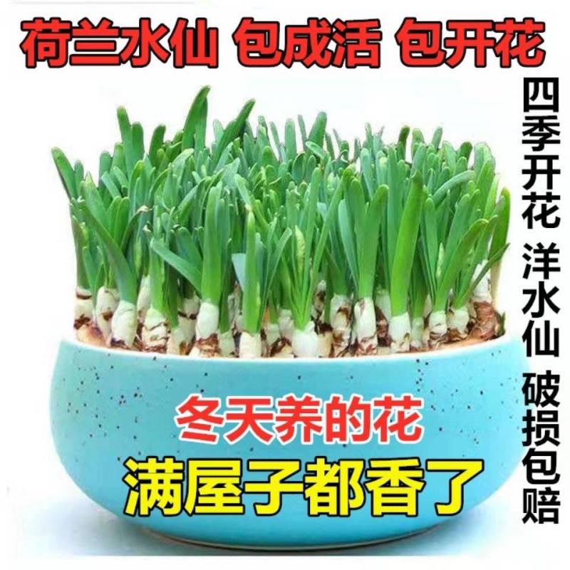 进口洋水仙花种球水养土培盆栽植物四季重瓣年宵花卉秋冬耐寒