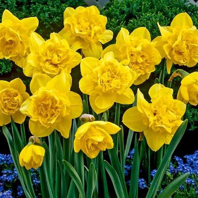 进口洋水仙花种球水养土培盆栽植物四季重瓣年宵花卉秋冬耐寒