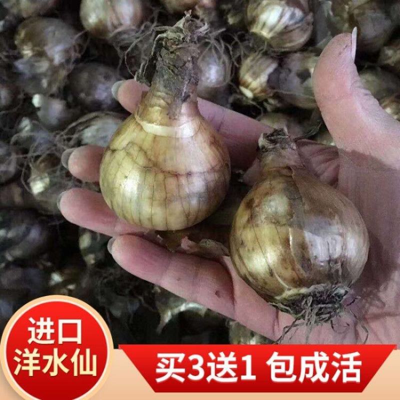 进口洋水仙花种球水养土培盆栽植物四季重瓣年宵花卉秋冬耐寒