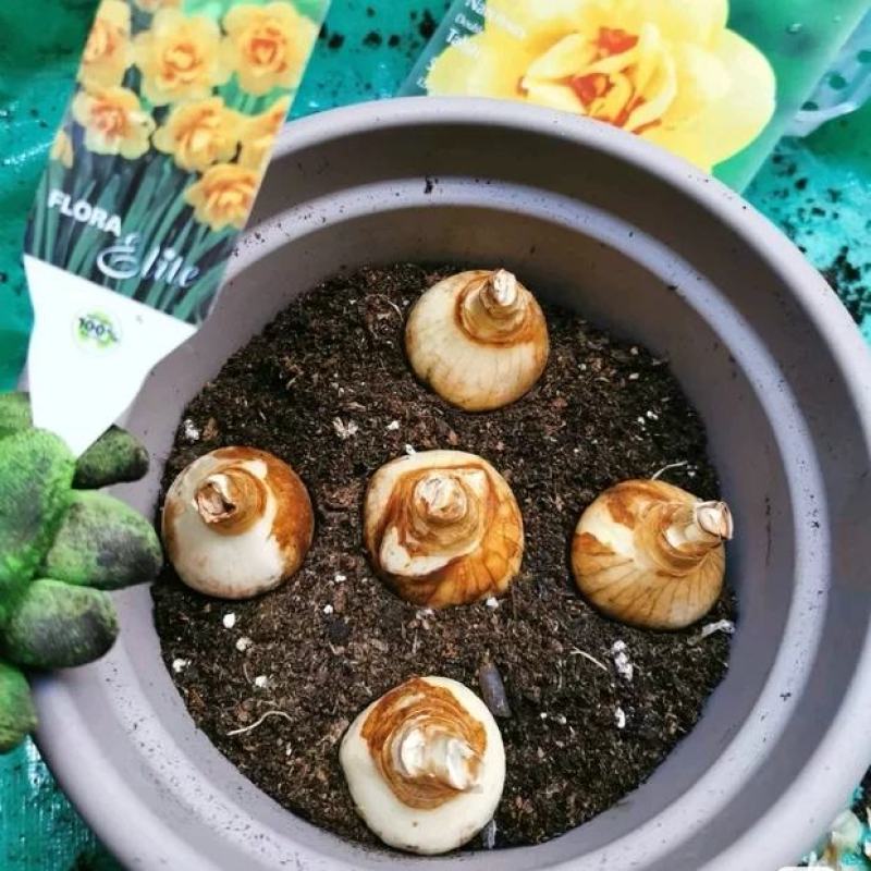 进口洋水仙花种球水养土培盆栽植物四季重瓣年宵花卉秋冬耐寒