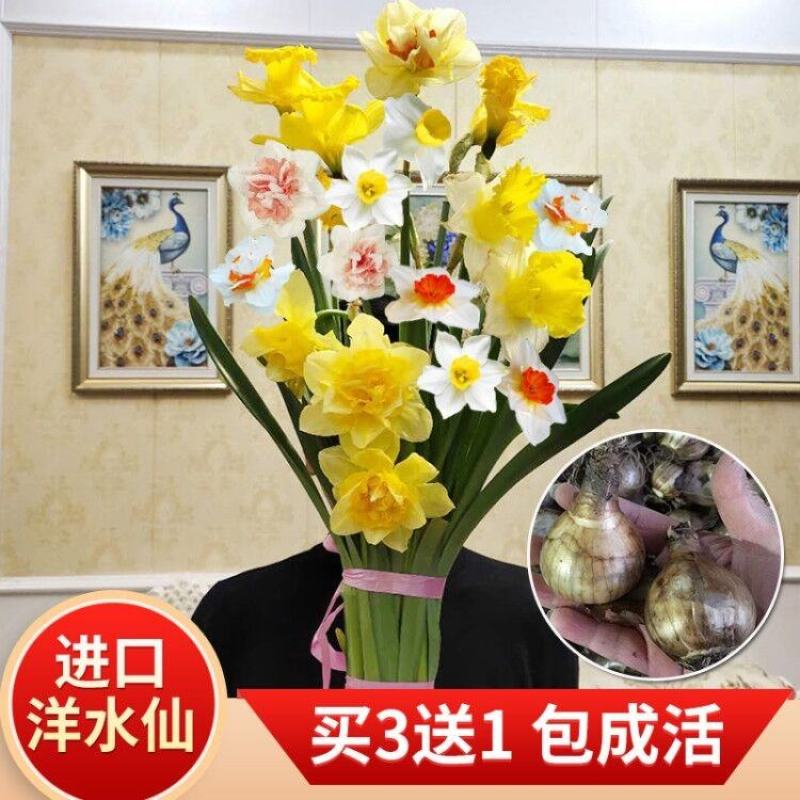 进口洋水仙花种球水养土培盆栽植物四季重瓣年宵花卉秋冬耐寒