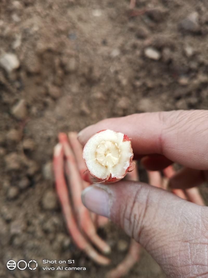 丹参大量走货中需要的联系