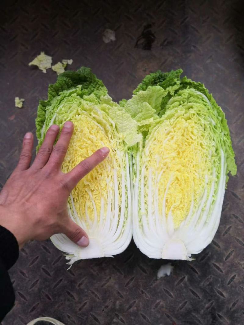 湖北黄心大白菜质量上乘产地直采一手货源，物有所值