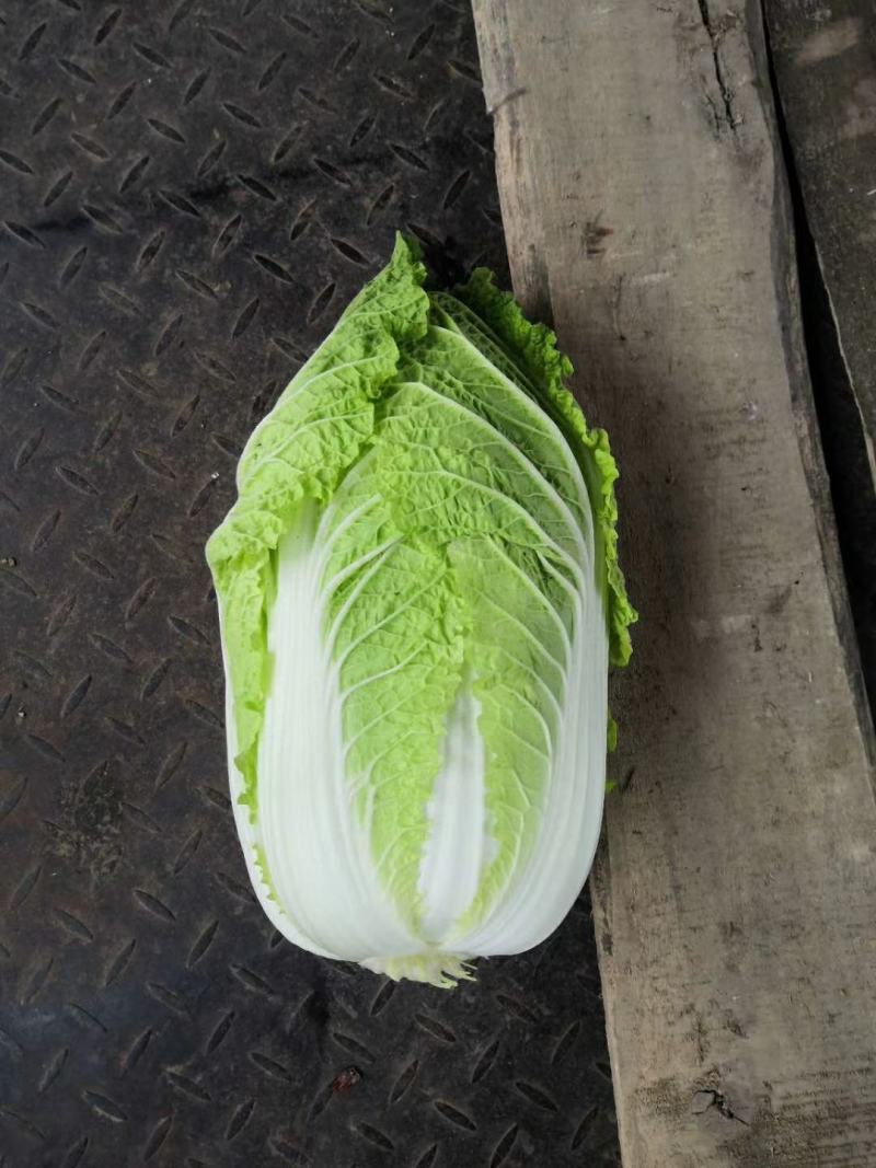 湖北黄心大白菜质量上乘产地直采一手货源，物有所值