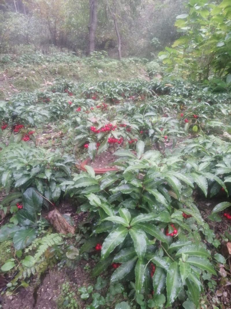 纯种大别山野生富贵籽10~20cm