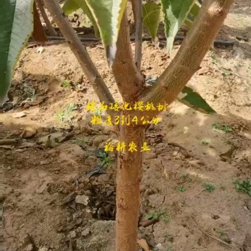 吉塞拉矮化樱桃苗6-12号品种优质量过硬根部发达丰产
