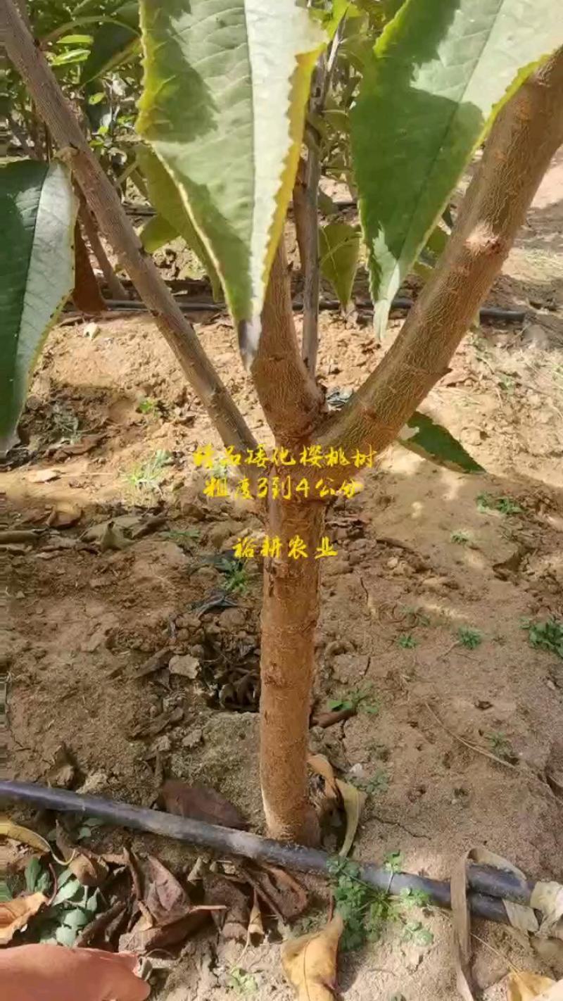 吉塞拉矮化樱桃苗6-12号品种优质量过硬根部发达丰产