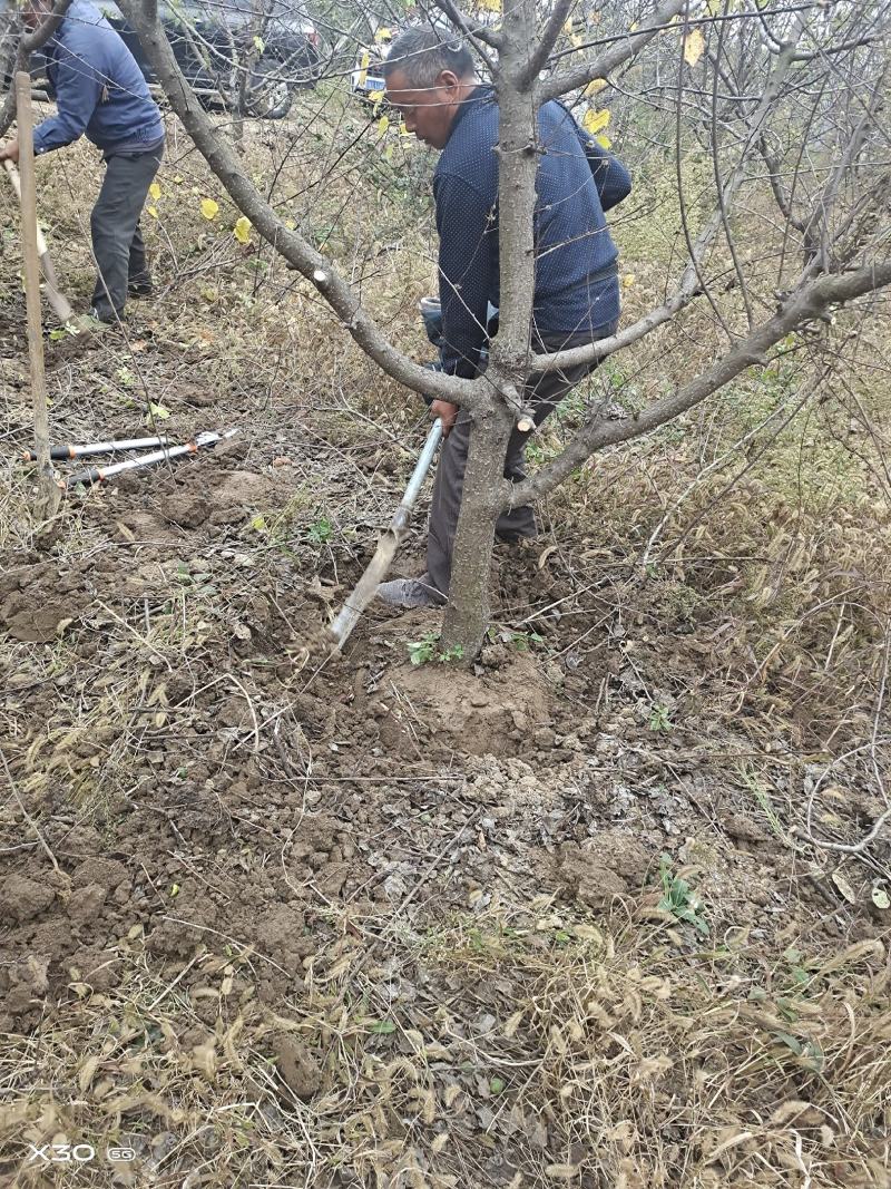 精品杏树6公分8公分10公分12公分15公分20公分