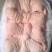【槽头肉】质优价廉，品质保证，手续齐全，货源充足