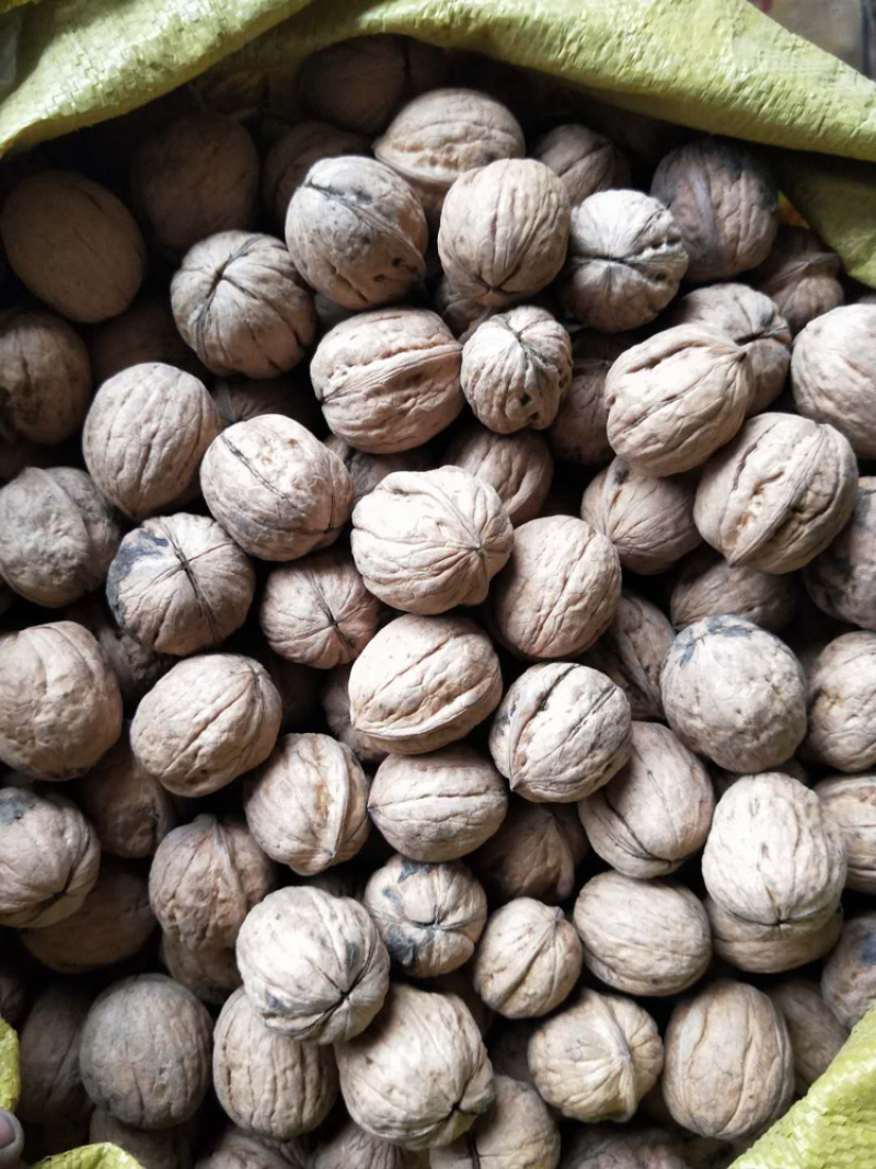 【拼质量拼价格】山西老树核桃，薄皮核桃规格齐全，直销