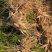 基地直销优良品种天冬苗包技术包回收