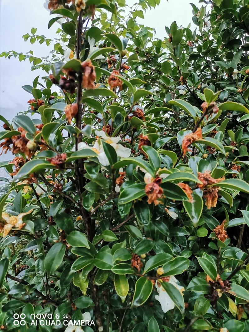 油茶树，带土球油茶树，野生茶树苗，绿化苗.