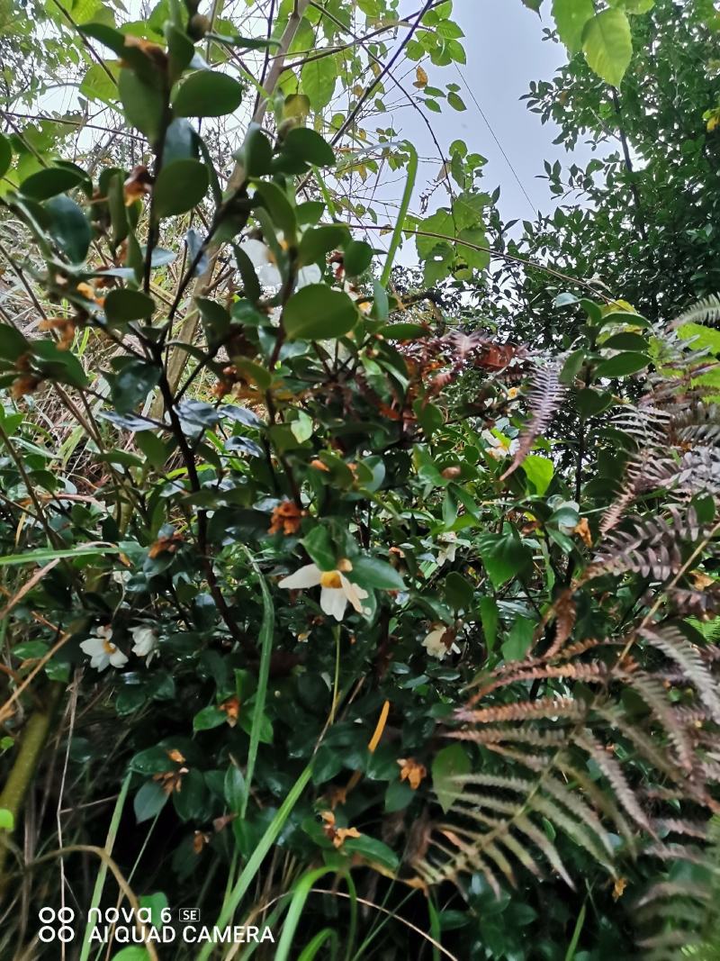 油茶树，带土球油茶树，野生茶树苗，绿化苗.