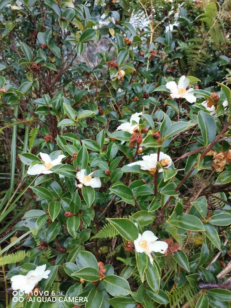 油茶树，带土球油茶树，野生茶树苗，绿化苗.