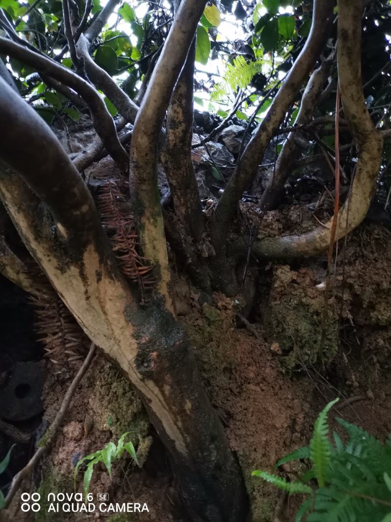油茶树，带土球油茶树，野生茶树苗，绿化苗.