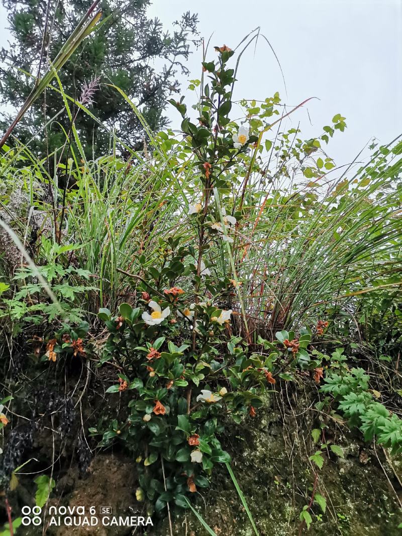 油茶树，带土球油茶树，野生茶树苗，绿化苗.