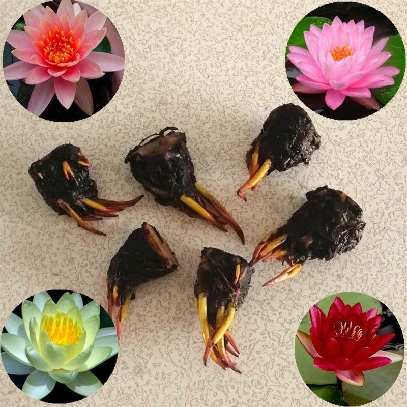 睡莲见水就活观赏睡莲粉色白色黃色红色水培睡莲