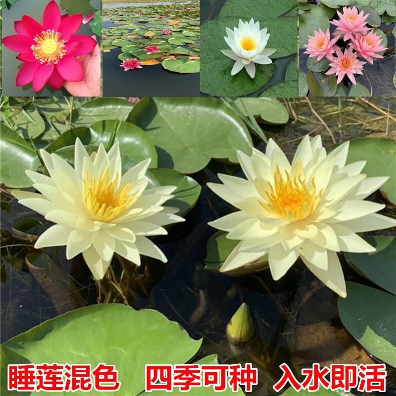 睡莲见水就活观赏睡莲粉色白色黃色红色水培睡莲