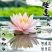 睡莲见水就活观赏睡莲粉色白色黃色红色水培睡莲